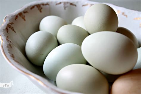 Araucana eggs. Beautiful. | Eggs, Chickens, Bee