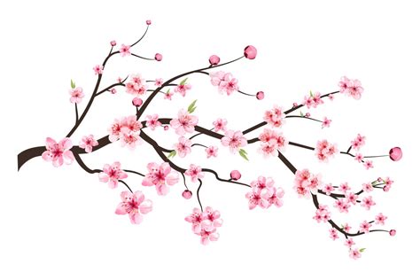 Cherry Blossom Blooming Flower Vector Graphic by iftikharalam ...