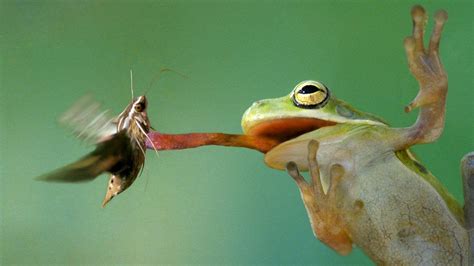 What do Frogs Eat? - Feeding Pet Frogs