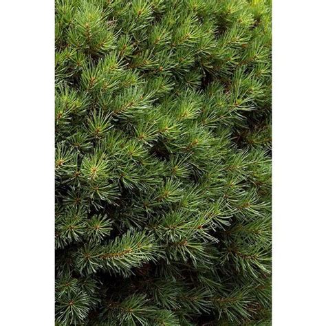 Monrovia Dwarf Scotch Pine Accent Shrub in Pot in the Shrubs department at Lowes.com