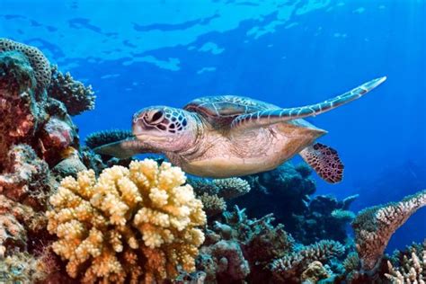 sea turtle in coral reef - Google Search | Resimler