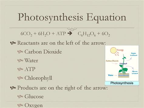 Photosynthesis & Respiration - ppt download