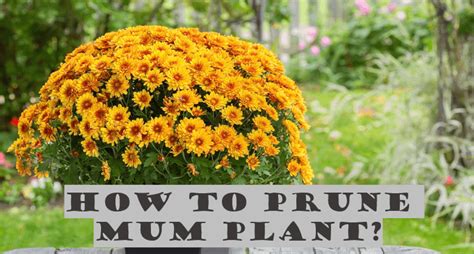 How to Prune Mums Plant (Complete Information)