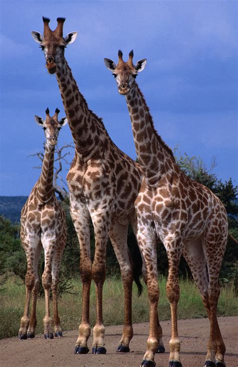 Giraffe Family, Kruger National Park by Lonely Planet