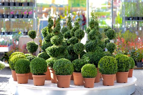 6 tipos de arbusto ótimos para ter no jardim - Nutrijardim