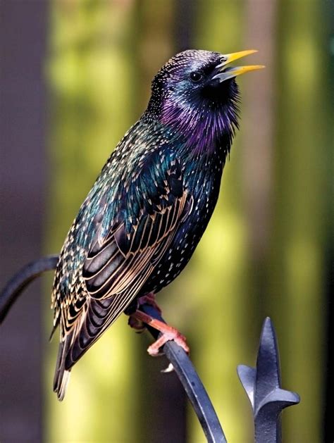 Common starling | Diet, Habitat, & Facts | Britannica