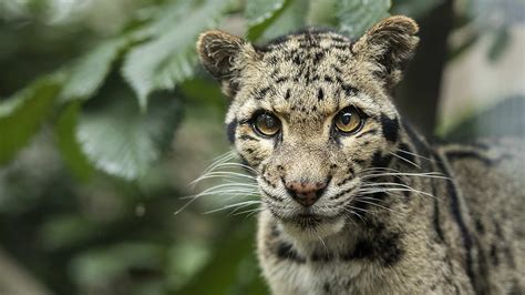 Wildlife of China: The clouded leopard - CGTN