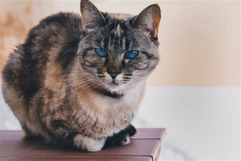 Ojos Azules Cat Breed: Size, Appearance & Personality