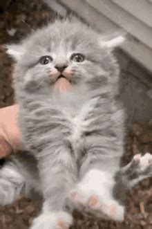 Cute Angry Cat GIFs | Tenor