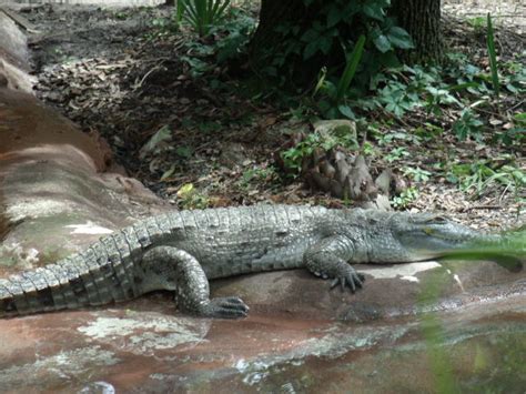 Orinoco Crocodile - ZooChat