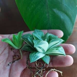 Haworthia Retusa Variegated - Etsy