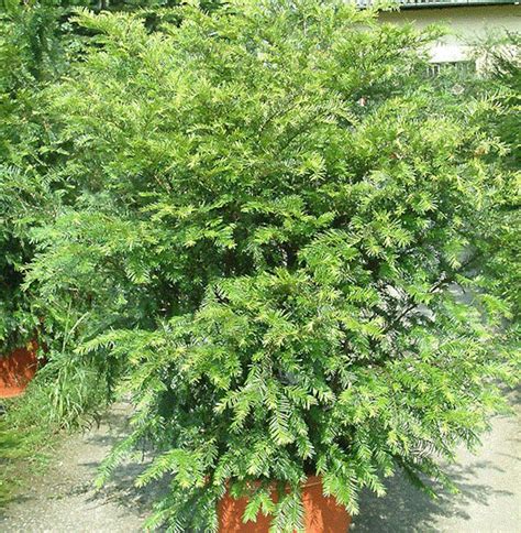 Himalayan Yew Tree Seeds taxus Wallichiana Mairei 10seeds - Etsy