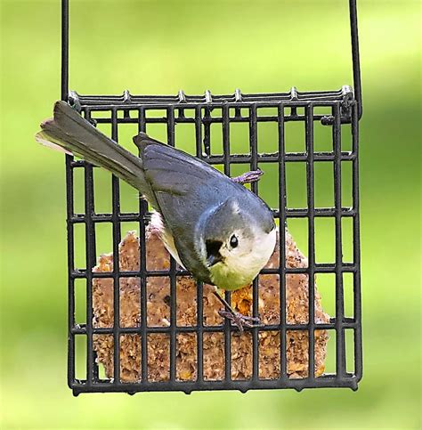 Birding Basics: Our Guide to Making Suet for Birds - Birds and Blooms