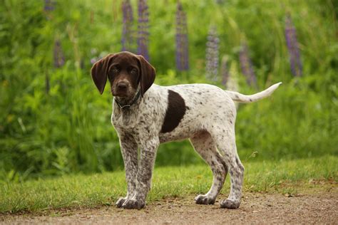 Top 10 Best Hunting Dogs