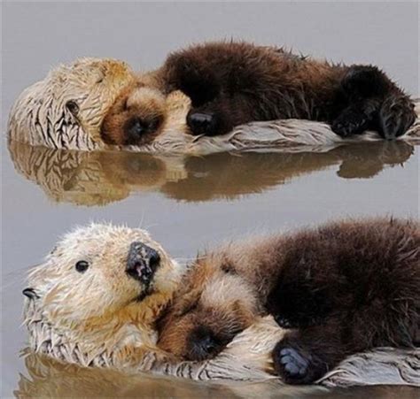 baby otter sleeping - Dump A Day