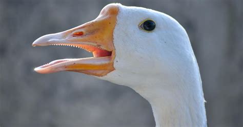 Do birds have teeth? | Bird Fact