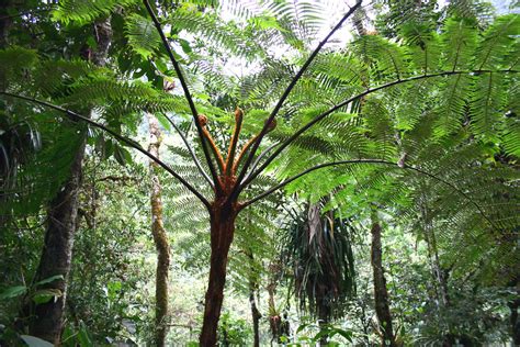 Podocarpus National Park: Ecuador's Biodiversity Haven | LAC Geo