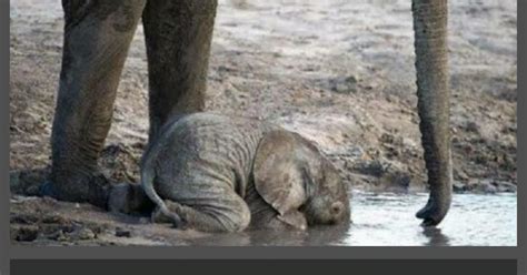 #8 Baby Elephant Drinking Water