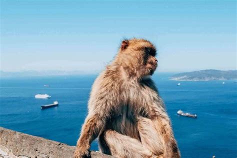 16 Gibraltar Facts To Know Before You Go - A World to Travel