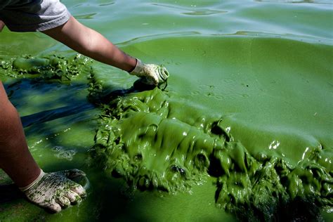 Harmful Algal Blooms Pollute U.S. Lakes – YouTube