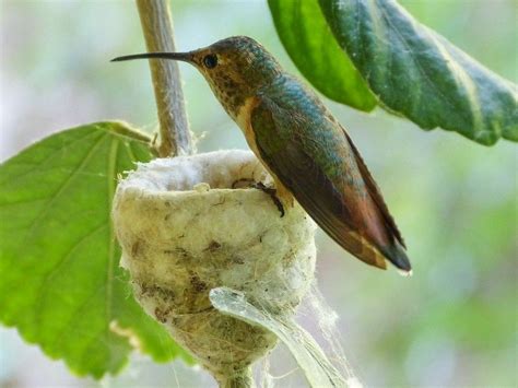 Allen's Hummingbird-Appearance, Habitat,Behavior,Diet