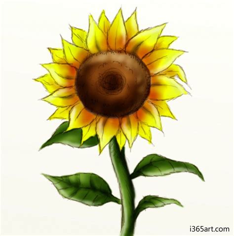 Do you like sunflowers? Learn how to draw a beautifully detailed sunflower with these step-by ...