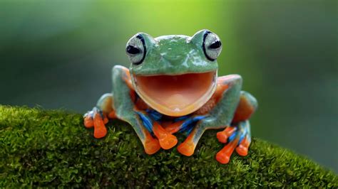 Frogs: The largest group of amphibians | Live Science