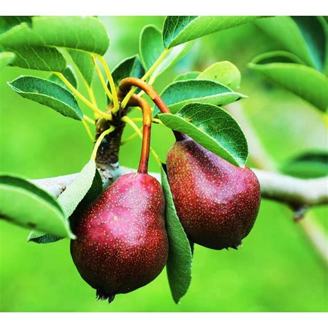 Online Orchards Dwarf Seckel Sugar Pear Tree - Perfectly Snack-Sized Tiny Sweet Pears (Bare-Root ...