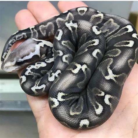 a hand holding a large black and white snake