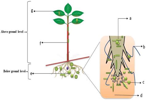 A diagram of endophytes interactions and infiltration into plant roots.... | Download Scientific ...