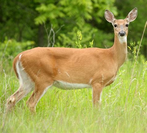 White-Tailed Deer - Connecticut's Beardsley Zoo