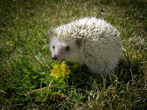 albino hedgehog | Albino hedgehog, Animal planet, Albino animals