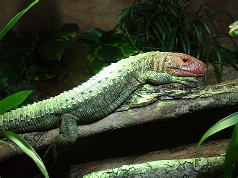 Caiman Lizard