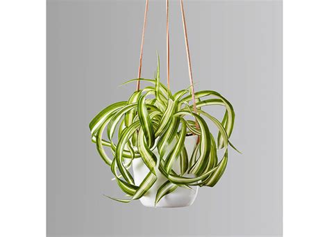 4 Spider Plant Benefits (Plus, How to Make Sure They Thrive) – PureWow