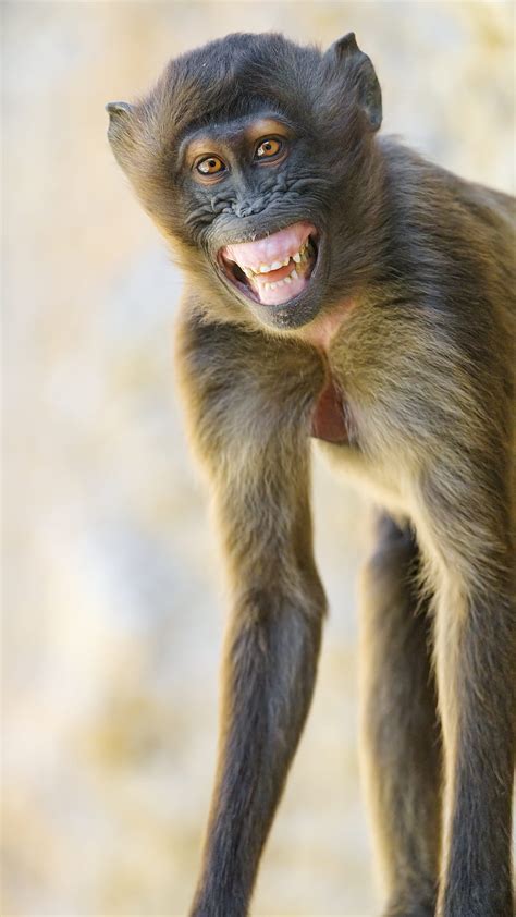 Baby Monkey Smiling