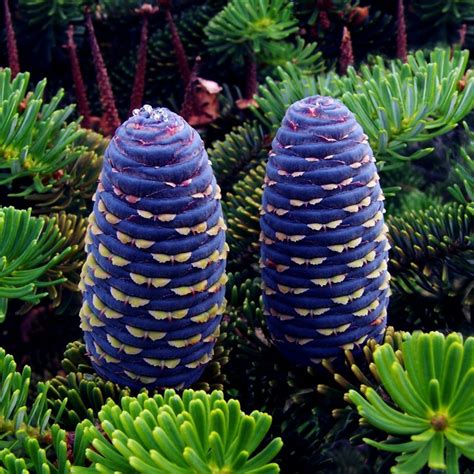 Korea-Tanne, Korean Fir Seeds (Abies koreana) - Price €1.85