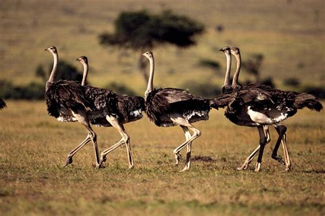 Ostrich | Habitat, Food, & Facts | Britannica