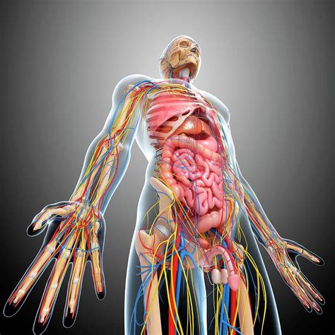 Male Anatomy Photograph by Pixologicstudio/science Photo Library - Pixels