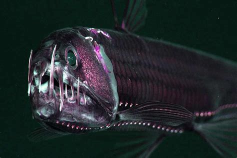 31 Viperfish Interesting Facts: Is the Fish Endangered? - SeaFish