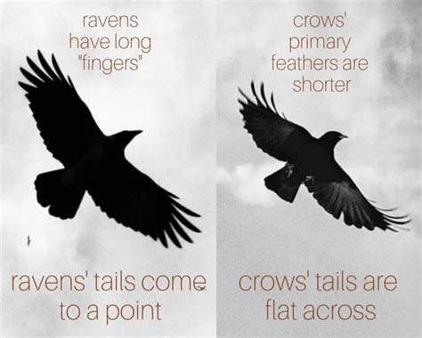 Raven Vs Crow Main Differences And Similarities, 41% OFF