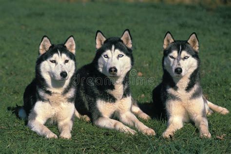 SIBERIAN HUSKY, GROUP LAYING DOWN on GRASS Stock Photo - Image of ...