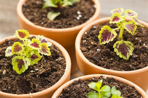 How to Grow Coleus Plants Indoors