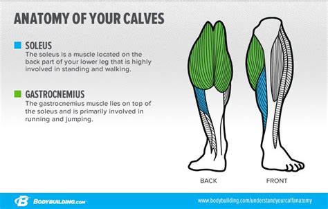 6 Lessons That Will Transform Your Calves