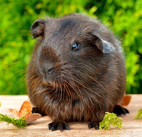 Boy Guinea Pig Names - 200 Great Names For Male Guinea Pigs