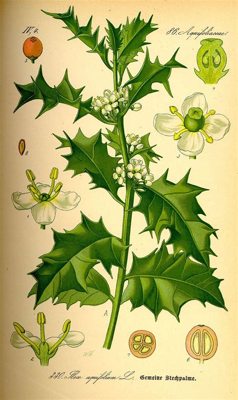 Holly via wikipedia | Illustrazioni di vegetali, Illustrazione botanica, Natura illustrazione