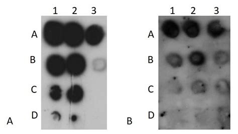 Dot-blot hybridization of RNA isolated from hIFNγ IBs. RNA was dotted ...