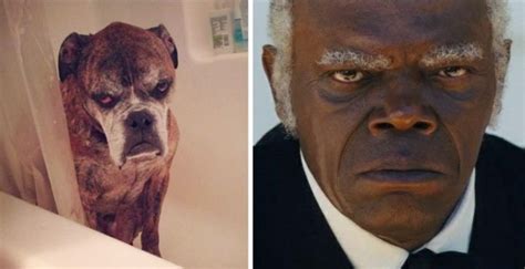 Celebrities And Their Animal Look Alike - Celebrities - Nigeria