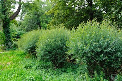 Row of green bushes in a park Stock Photo - 3783956 | Nature plants, Shrubs, Bushes & shrubs