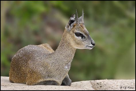 Animals pictures: Klipspringer