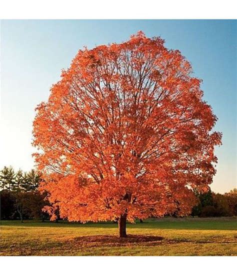 10 Seeds Sugar Maple Tree Seed Imported American Maple Pack Good ...